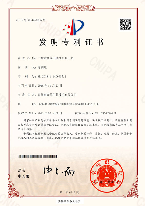 一種黃金蓮的選種培育工藝