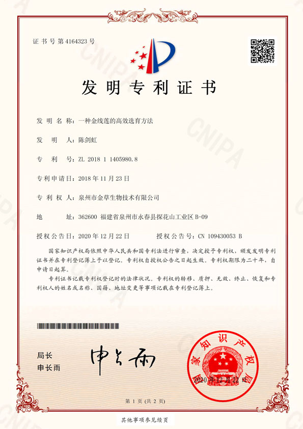 一種金線蓮高效選育方法