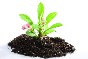 扎賚特旗武術(shù)有限責任公司