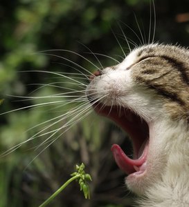 烏拉特后旗干草有限責任公司